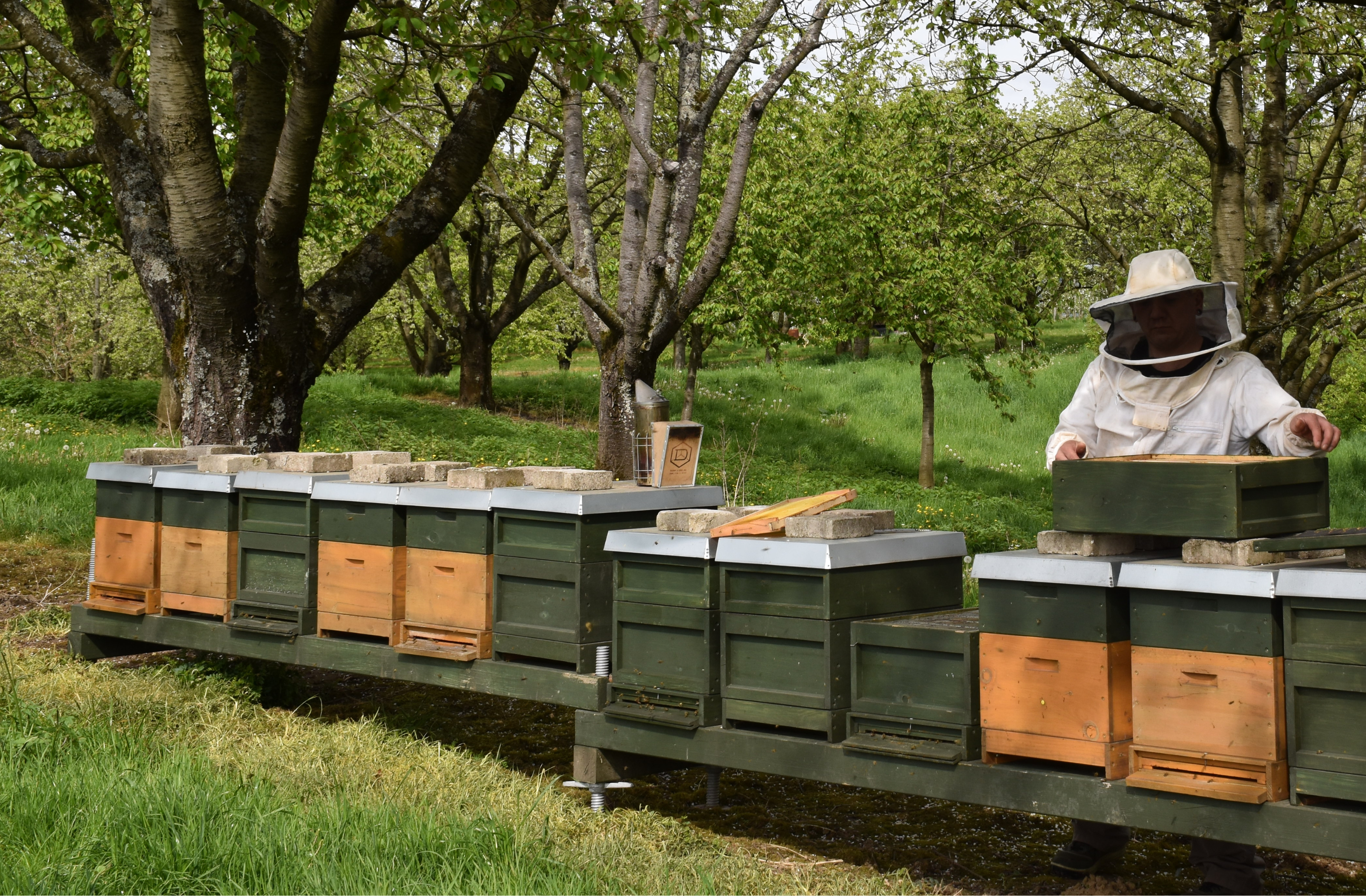 Imker Timo Ostermann von der Familienimkerei Ostermann bei der Arbeit mit den Bienenvölkern in einer Obstwiese in der Ortenau.