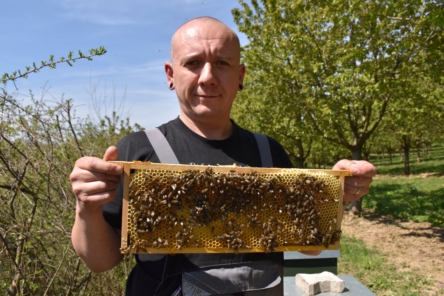 Nahaufnahme einer Honigwabe der Imkerei Ostermann für artgerechte Bienenhaltung in der Ortenau. Timo Ostermann (Imker) hält eine Bienenwabe in die Kamera.