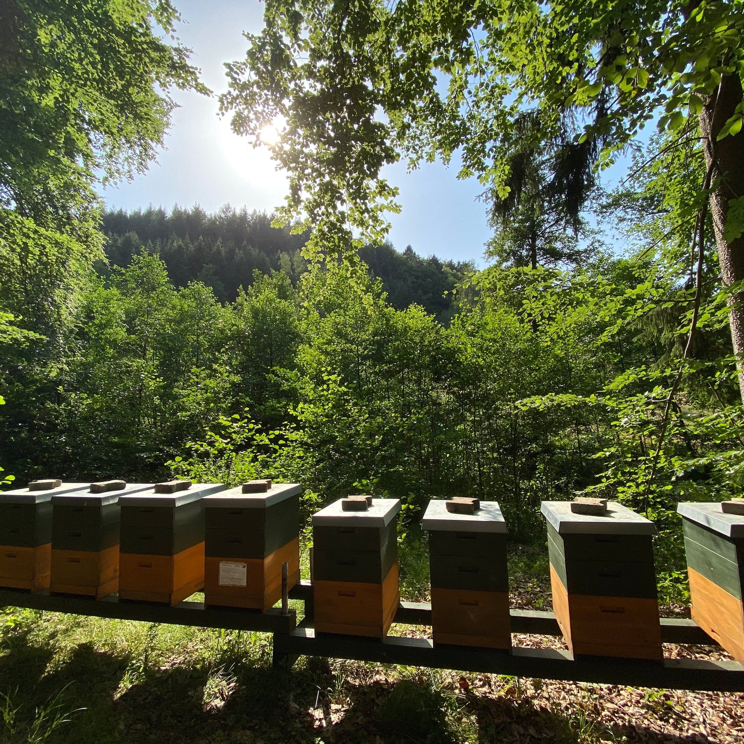 Blick auf die Bienenstöcke der Imkerei Ostermann an einem naturnahen Waldstandort im Schwarzwald.