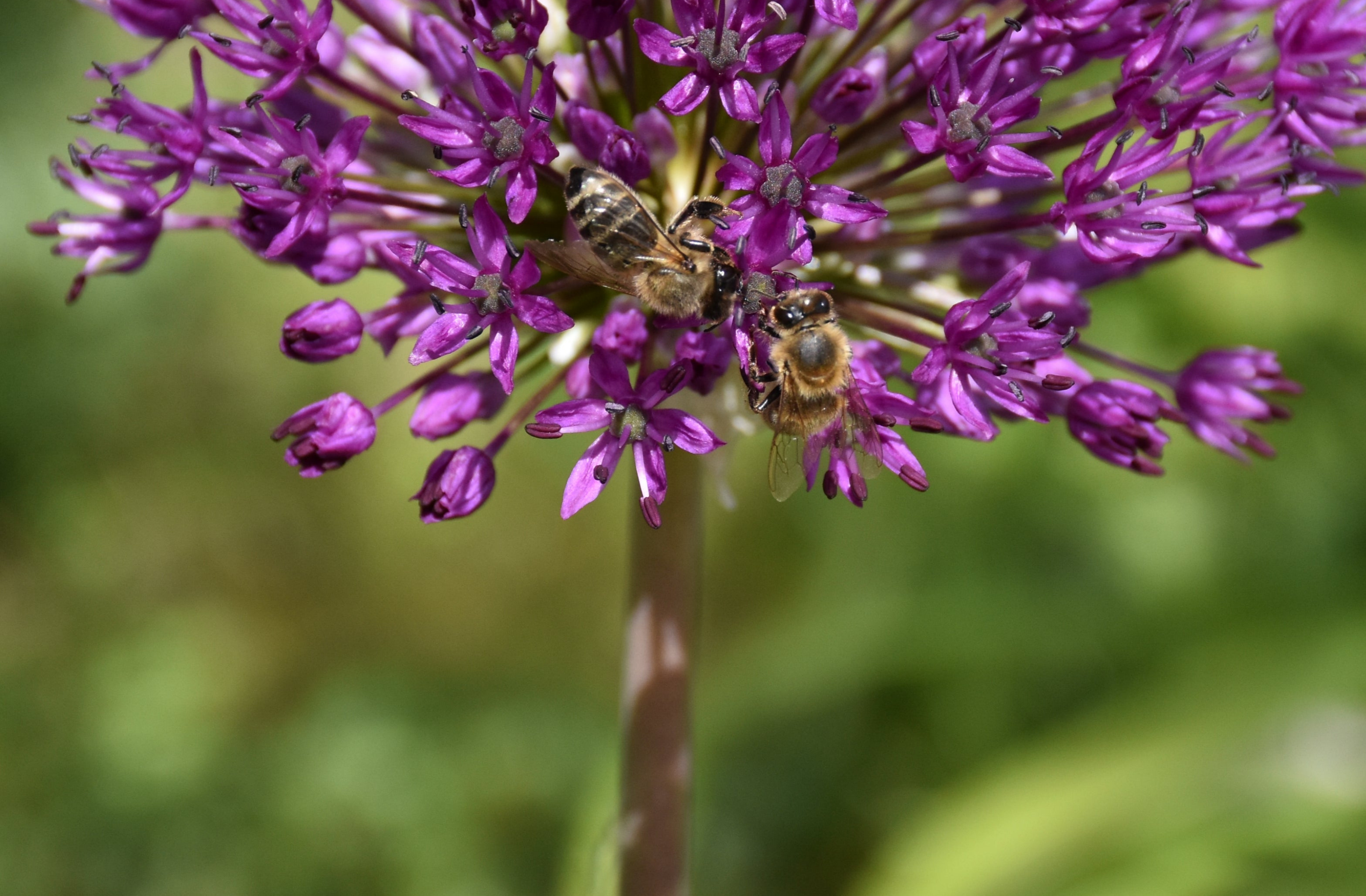 Nahaufnahme eines lilafarbenen Zierlauchs (Allium), einer wichtigen Bienenweide für die Bienenvölker der Imkerei Ostermann im Schwarzwald.