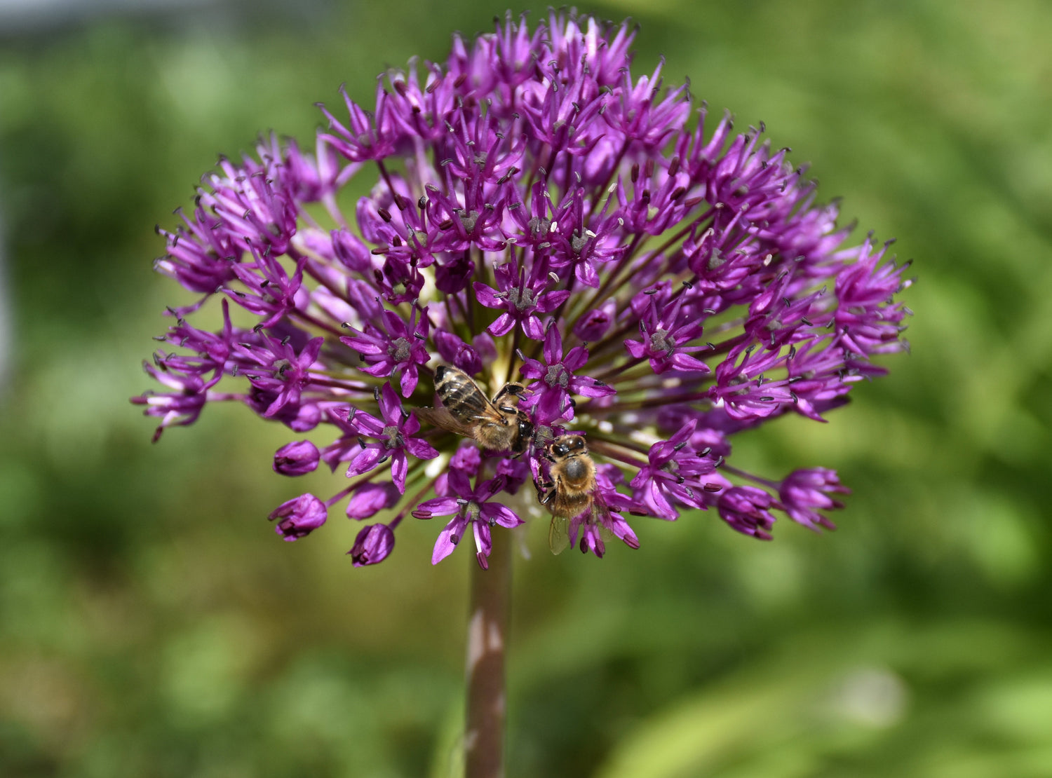 Nahaufnahme eines lilafarbenen Zierlauchs (Allium), einer wichtigen Bienenweide für die Bienenvölker der Imkerei Ostermann im Schwarzwald.