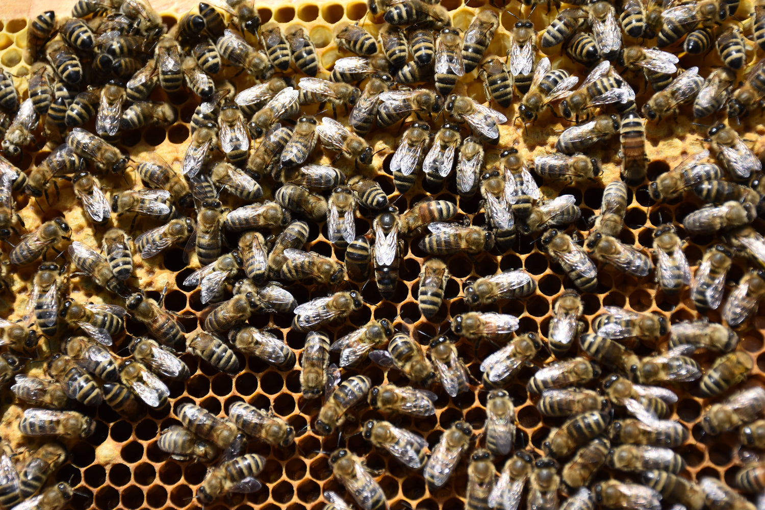 Detaillierte Nahaufnahme von Honigbienen der Imkerei Ostermann auf einer Wabe in der Ortenau.